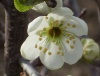 Файл=SL380382.JPG
Объём=128KB
Размеры=1106x850
Дата=Июнь 06, 2008 SL380382.JPG