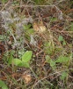 Файл=SL380394.JPG
Объём=303KB
Размеры=856x1022
Дата=Июнь 08, 2008 SL380394.JPG