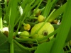 Файл=SL381294.JPG
Объём=159KB
Размеры=1142x857
Дата=Июль 19, 2008 SL381294.JPG