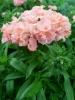 Файл=SL381751.JPG
Объём=170KB
Размеры=857x1142
Дата=Июль 28, 2008 SL381751.JPG
