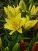 Файл=SL381764.JPG
Объём=170KB
Размеры=857x1142
Дата=Июль 28, 2008 SL381764.JPG