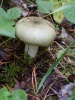 Файл=SL381786.JPG
Объём=215KB
Размеры=857x1142
Дата=Июль 31, 2008 SL381786.JPG