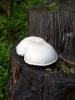 Файл=SL381794.JPG
Объём=395KB
Размеры=1224x1632
Дата=Июль 31, 2008 SL381794.JPG