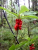 Файл=SL381796.JPG
Объём=326KB
Размеры=1224x1632
Дата=Июль 31, 2008 SL381796.JPG