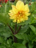Файл=SL381949.JPG
Объём=191KB
Размеры=857x1142
Дата=Авг 07, 2008 SL381949.JPG