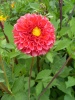 Файл=SL381952.JPG
Объём=183KB
Размеры=857x1142
Дата=Авг 07, 2008 SL381952.JPG