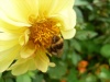 Файл=SL382572.JPG
Объём=184KB
Размеры=1469x1102
Дата=Авг 30, 2008 SL382572.JPG