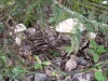 Файл=SL382605.JPG
Объём=374KB
Размеры=1469x1102
Дата=Сент 01, 2008 SL382605.JPG