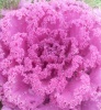 Файл=SL383164.JPG
Объём=213KB
Размеры=840x904
Дата=Окт 14, 2008 SL383164.JPG