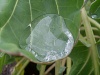 Файл=SL383181.JPG
Объём=163KB
Размеры=1142x857
Дата=Окт 14, 2008 SL383181.JPG