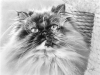 Файл=kittykatro8.jpg
Объём=92KB
Размеры=794x600
Дата=Март 22, 2009 kittykatro8.jpg