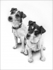 pupsgo1.jpg
