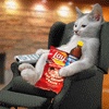 cool_cat.gif