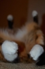 Файл=DSC_0038.JPG
Объём=8805KB
Размеры=3264x4928
Дата=Июнь 19, 2012 DSC_0038.JPG