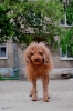 Файл=DSC_0083.JPG
Объём=9293KB
Размеры=3264x4928
Дата=Июнь 19, 2012 DSC_0083.JPG