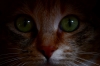 Файл=DSC_0195.JPG
Объём=7339KB
Размеры=4928x3264
Дата=Июнь 18, 2012 DSC_0195.JPG