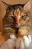 Файл=DSC_5994.JPG
Объём=4584KB
Размеры=3264x4928
Дата=Янв 25, 2013 DSC_5994.JPG