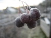 Файл=IMG_3291.jpg
Объём=152KB
Размеры=1209x907
Дата=Нояб 13, 2008 IMG_3291.jpg