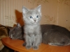 Файл=DSC00027.JPG
Объём=1882KB
Размеры=2304x1728
Дата=Дек 02, 2010 DSC00027.JPG