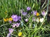 DSC00529.JPG