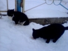 Файл=P160114_1731.jpg
Объём=16KB
Размеры=320x240
Дата=Фев 01, 2014 P160114_1731.jpg
