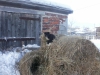 Файл=P2020668.JPG
Объём=441KB
Размеры=1600x1200
Дата=Фев 02, 2014 P2020668.JPG