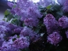 Файл=P6010397.JPG
Объём=32KB
Размеры=448x336
Дата=Июнь 04, 2011 P6010397.JPG