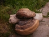 Файл=P7200032.jpg
Объём=75KB
Размеры=600x450
Дата=Июль 22, 2010 P7200032.jpg