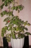 Файл=PA170185.jpg
Объём=82KB
Размеры=500x778
Дата=Окт 19, 2010 PA170185.jpg