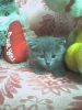 Файл=Photo-0213.jpg
Объём=59KB
Размеры=480x640
Дата=Апр 06, 2010 Photo-0213.jpg