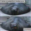 Файл=x_de7c02ae.jpg
Объём=39KB
Размеры=400x400
Дата=Янв 05, 2010 x_de7c02ae.jpg
