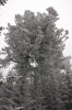 Файл=DSC_0111~0.JPG
Объём=413KB
Размеры=680x1024
Дата=Нояб 06, 2012 DSC_0111~0.JPG