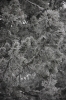 Файл=DSC_0113~1.JPG
Объём=420KB
Размеры=680x1024
Дата=Нояб 06, 2012 DSC_0113~1.JPG