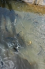 Файл=DSC_0239.jpg
Объём=289KB
Размеры=680x1024
Дата=Июль 15, 2012 DSC_0239.jpg