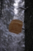 Файл=DSC_0281.JPG
Объём=354KB
Размеры=680x1024
Дата=Нояб 07, 2012 DSC_0281.JPG