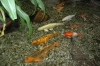 Файл=DSC_0283.JPG
Объём=239KB
Размеры=1000x664
Дата=Июль 12, 2011 DSC_0283.JPG
