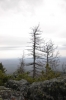 Файл=DSC_0345.JPG
Объём=373KB
Размеры=680x1024
Дата=Окт 24, 2011 DSC_0345.JPG