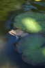 Файл=DSC_0412.JPG
Объём=851KB
Размеры=1488x2240
Дата=Май 25, 2011 DSC_0412.JPG