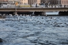 Файл=DSC_1940.jpg
Объём=447KB
Размеры=1024x678
Дата=Янв 27, 2013 DSC_1940.jpg