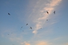 Файл=DSC_1942.jpg
Объём=239KB
Размеры=1024x678
Дата=Янв 27, 2013 DSC_1942.jpg