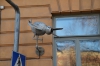 Файл=DSC_2460.jpg
Объём=410KB
Размеры=1024x678
Дата=Янв 29, 2013 DSC_2460.jpg
