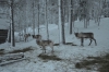 Файл=DSC_2721.jpg
Объём=531KB
Размеры=1024x678
Дата=Янв 31, 2013 DSC_2721.jpg