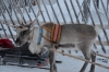 Файл=DSC_2733~0.jpg
Объём=480KB
Размеры=1024x678
Дата=Фев 01, 2013 DSC_2733~0.jpg