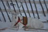 Файл=DSC_2736~0.jpg
Объём=384KB
Размеры=1024x678
Дата=Фев 01, 2013 DSC_2736~0.jpg