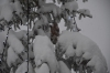 Файл=DSC_3024.jpg
Объём=342KB
Размеры=1024x678
Дата=Фев 01, 2013 DSC_3024.jpg