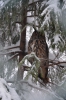 Файл=DSC_3109.jpg
Объём=541KB
Размеры=678x1024
Дата=Фев 10, 2013 DSC_3109.jpg