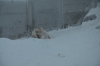 Файл=DSC_3159.jpg
Объём=353KB
Размеры=1024x678
Дата=Фев 10, 2013 DSC_3159.jpg