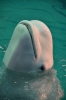 Файл=DSC_3567.jpg
Объём=414KB
Размеры=678x1024
Дата=Фев 18, 2013 DSC_3567.jpg