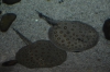 Файл=DSC_3691.jpg
Объём=419KB
Размеры=1024x678
Дата=Фев 21, 2013 DSC_3691.jpg