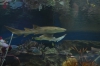 Файл=DSC_3749.jpg
Объём=393KB
Размеры=1024x678
Дата=Фев 21, 2013 DSC_3749.jpg